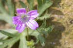 Longstalk cranesbill